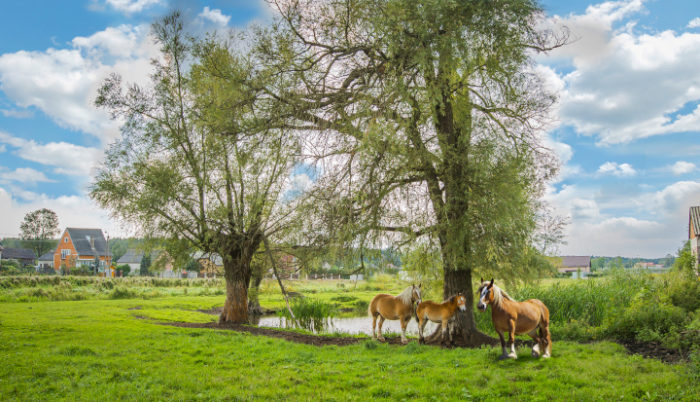 Konie stoją przy stawiku wodnym. W tle drzewa domy jednorodzinne.
