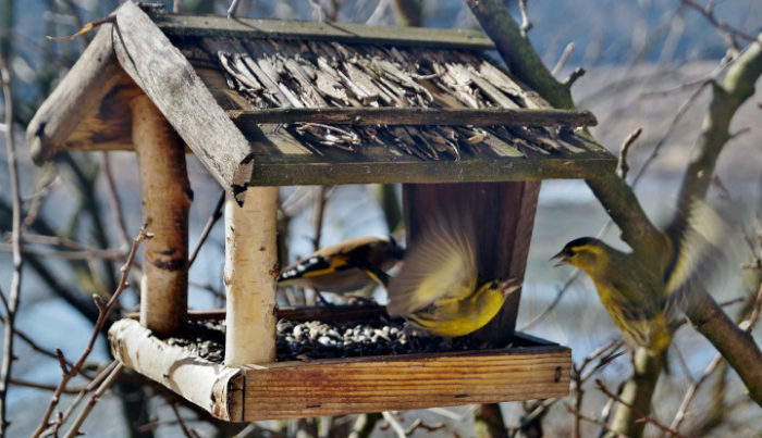 Drewniany karmnik dla ptaków. W nim trzy ptaki jedzące ziarno