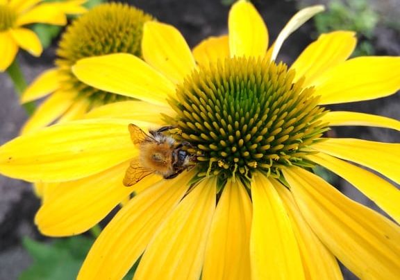 Żółty kwiat na którym pszczoła zbiera pyłek