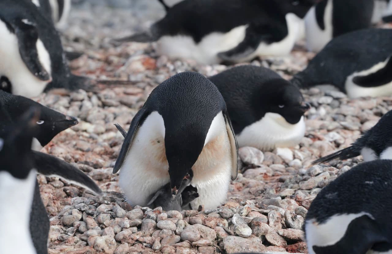 Antakrtyda.Pingwinia mama czyści Antarktyda. Pingwinia mama czyści swoje dzieckowoje dziecko
