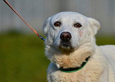 Pies ze Schroniska w Celestynowie o prawie białej sierści