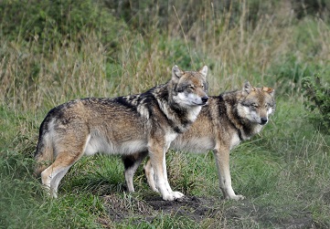Dwa wilki o szaro-czarno-broązwo-białym umaszczeniu. Stoją na leśnej polanie.